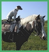 Our Pony, Jelly Bean, is Great Friends With Beanie